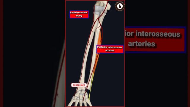 Extersor Carpi Ulnaris muscle|Origin,Insertion,Actions,Blood & Nerve supply,Anat.relations#extensor