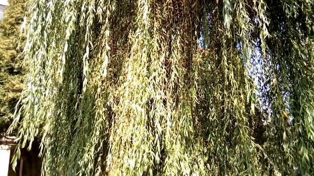 ЗЕЛЁНЫЕ ДЕРЕВЬЯ КРАСОТА ЛЕТА Green trees beauty summer смотреть онлайн