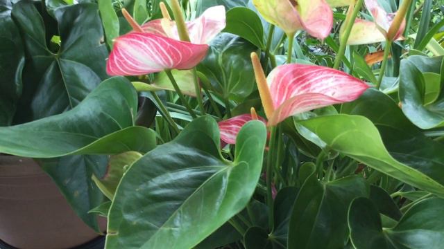 SE PUEDEN MOJAR LOS ANTURIOS CON AGUA DE LLUVIA смотреть онлайн