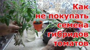 Как не покупать семена гибридов томатов. Как черенковать помидоры осенью для сохранения до весны