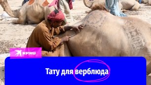 Тату для верблюда: В Пакистане продавцы украшают жертвенных животных перед убоем на празднике