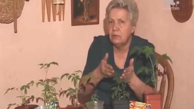 Как выращивать томаты для теплицы. Голова садовая