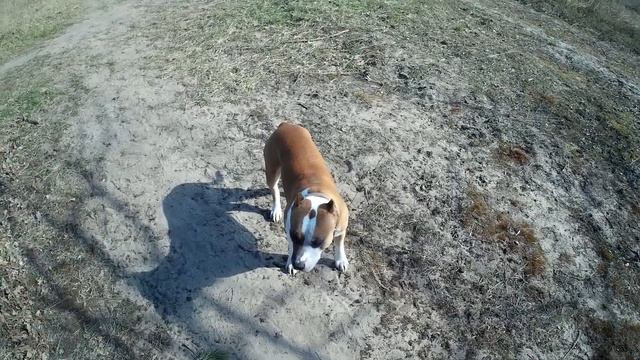 ПОЧЕМУ БОЛЬШОЙ АМСТАФФ НИ ЕСТЬ ХОРОШО? смотреть онлайн