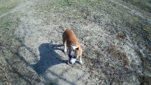 ПОЧЕМУ БОЛЬШОЙ АМСТАФФ НИ ЕСТЬ ХОРОШО?