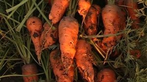 семена моркови на ленте- посев, испытания