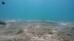 #Dorada (Sparus aurata) Alimentándose En Los Fondos Del Mar Mediterráneo.Gilt head sea bream feedin