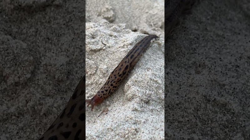 Монстры вокруг #metaldetecting #коп #море #пляж