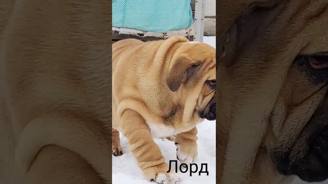 Лорд английский бульдог