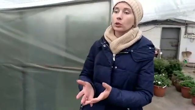 ЧЕРЕНОК НОВИНКА Мандариновая мята предзаказ