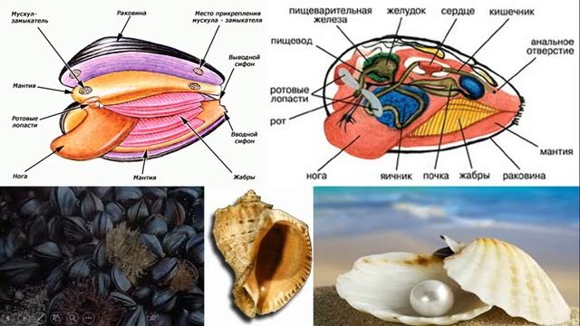 Урок №13 "Тип Моллюски. Класс Двустворчатые" смотреть онлайн
