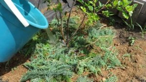 Большой Урожай ГОЛУБИКИ Обеспечен Если Добавить Это Удобрение!