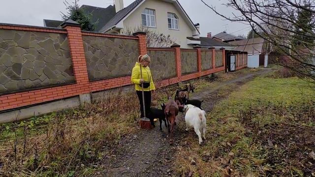 ВПЕРВЫЕ! Козлята на улице.