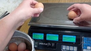 Несушки Ломан Браун, сколько несут и какой вес у яиц в 5 месяцев??????