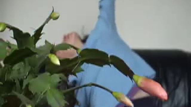 Weekly Rites XXIV смотреть онлайн