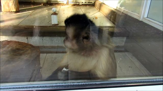 Бурые капуцины и мартышки бразза в Ростовском зоопарке. 23.12.22 г. смотреть онлайн