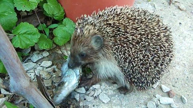 Дикий ёжик приходит за едой)) смотреть онлайн