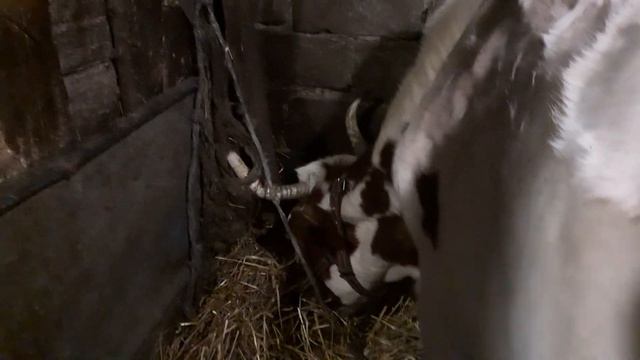 Какой породы корова БЕРЕЗКА? смотреть онлайн