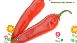 Перец острый Шакира. Краткий обзор, описание характеристик, где купить саженцы Shakira