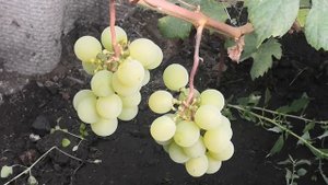 Старый и почти забытый сорт винограда.