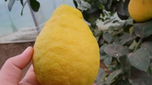 Выращивание лимонов??? на КУБАНИ.