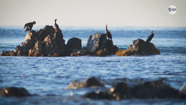 Наша Сибирь 4К: Бакланы смотреть онлайн