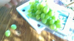 Виноград Кеша 1