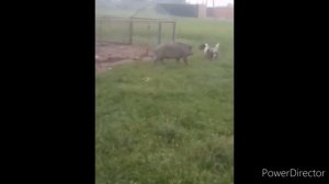 the life of wild boars. that's where the fun is / жизнь диких кабанов. вот где весело