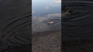 Собака купается в реке, лабладор ретривер Shorts