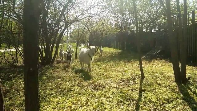 Козы и козлята. Электропастух. Электроизгородь.