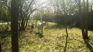 Козы и козлята. Электропастух. Электроизгородь.