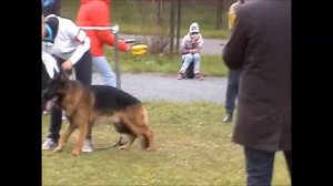 Монопородная выставка немецкой овчарки,Кемерово 2014.