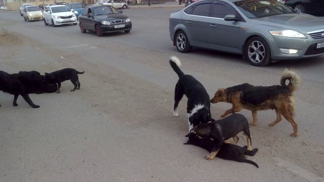 Что они пытаются нам сказать?.mp4 смотреть онлайн