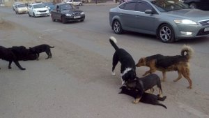 Что они пытаются нам сказать?.mp4