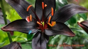 Лилия азиатская Куин ов найт (queen of night) ? обзор: как сажать, луковицы лилии Куин ов найт