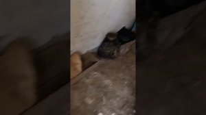 Daweeo Matiz 0.8 Установка термостата на 92 градуса