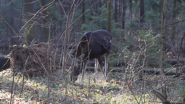Лосиха с лосёнком смотреть онлайн