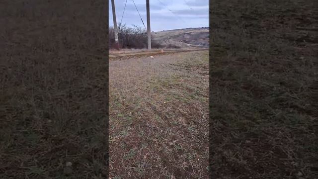 спаниели на прогулке, мальчик и девочка в продаже 89787402855 Крым доставка есть смотреть онлайн