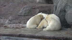 Simona and her triplet cubs fall asleep in the late afternonn at Moscow Zoo