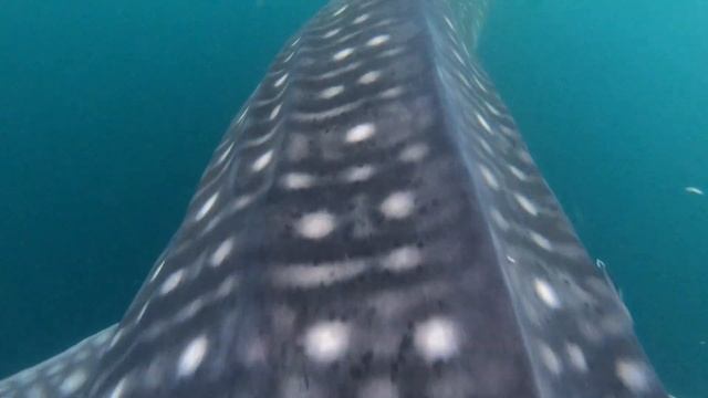 Китовые акулы в Индонезии , остров Сумбава смотреть онлайн