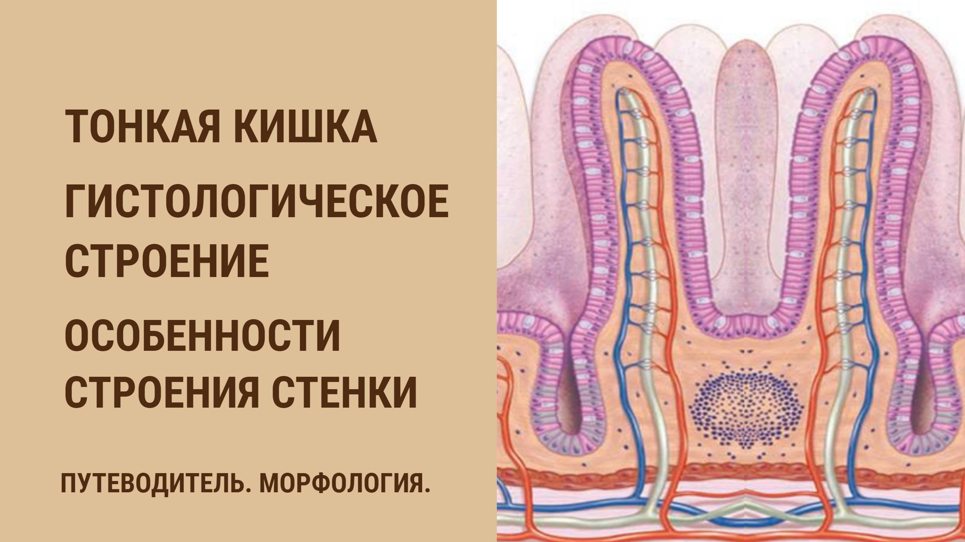 Тонкая кишка. Гистологическое строение. Особенности строения стенки