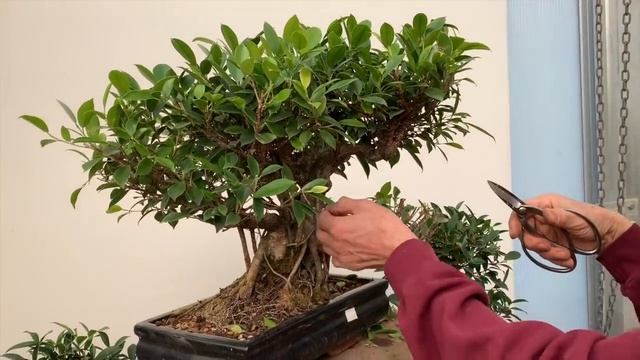 Ficus Bonsai Care and Pruning смотреть онлайн