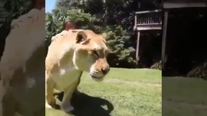 Самый большой ТИГР В МИРЕ.