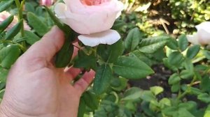 Розы в сентябре. Обильно цветущие сорта.