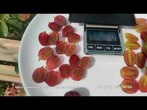 Виноград Алиса и Щелкунчик