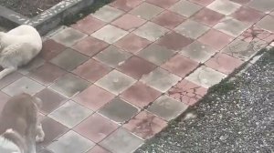 Бугай Алабай Яша Буцефал. 11 месяцев. Баку.