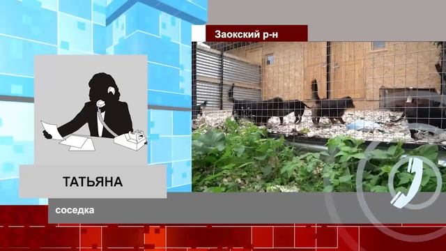 В Заокском районе женщина развела на участке 50 такс: что на самом деле происходит за забором смотреть онлайн
