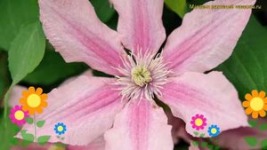 Клематис гибридный Розамунда. Краткий обзор, описание характеристик clematis Rosamunde