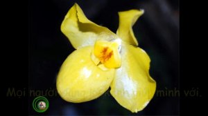 LAN HÀI KIM | Paphiopedilum armeniacum |