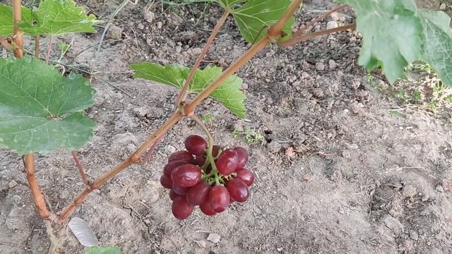 #Виноград_Подарок_ Никополю и Рубин Луганский- новинки на винограднике смотреть онлайн