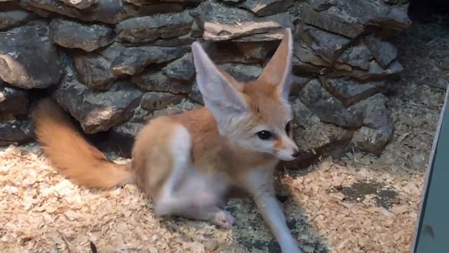 Фенек смотреть онлайн